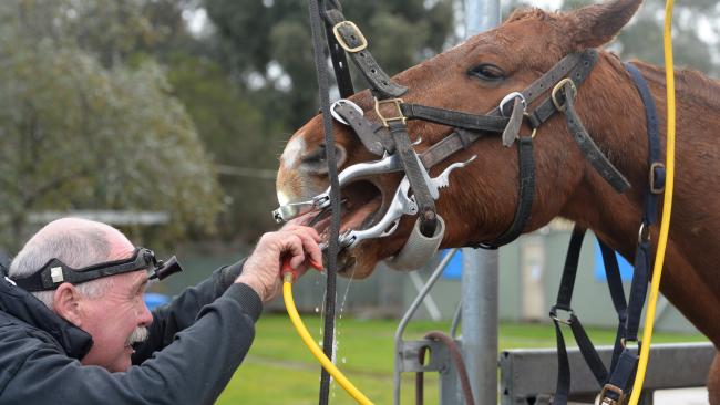 Horse Dentist - Equestrian Jobs